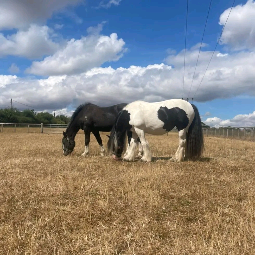 Winston and Elsie grazing in the field