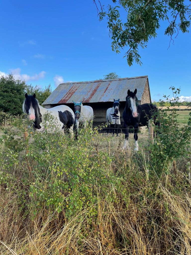 Equilore herd all looking forwards