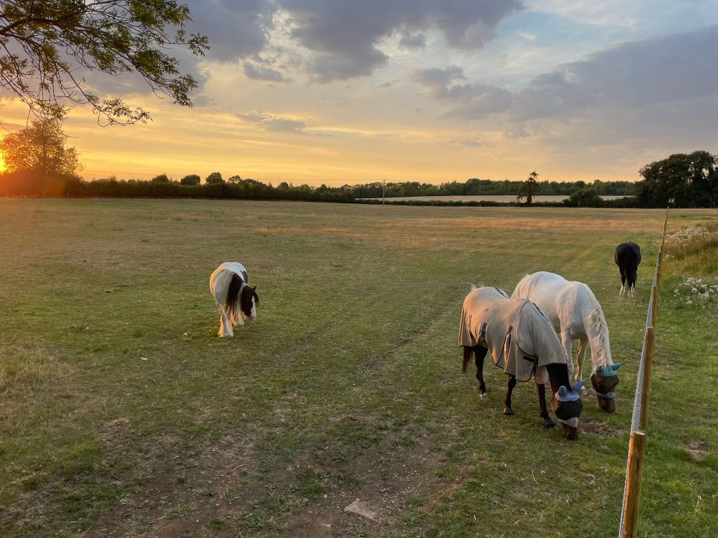 Equilore horses grazing in the sunset