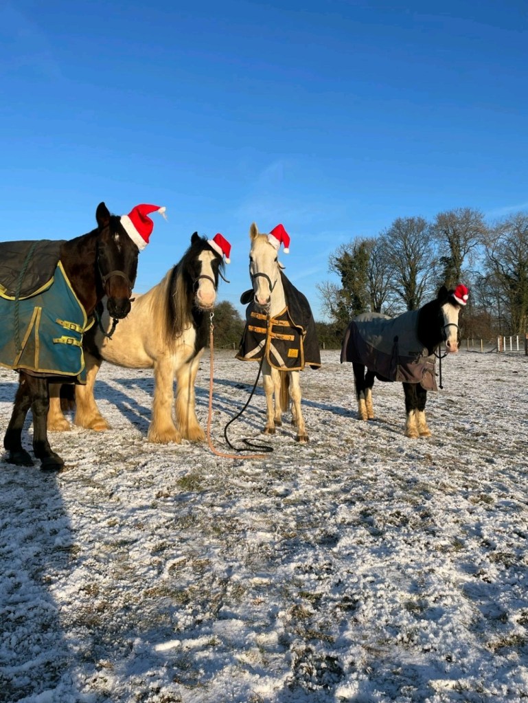 Equilore herd in santa hats