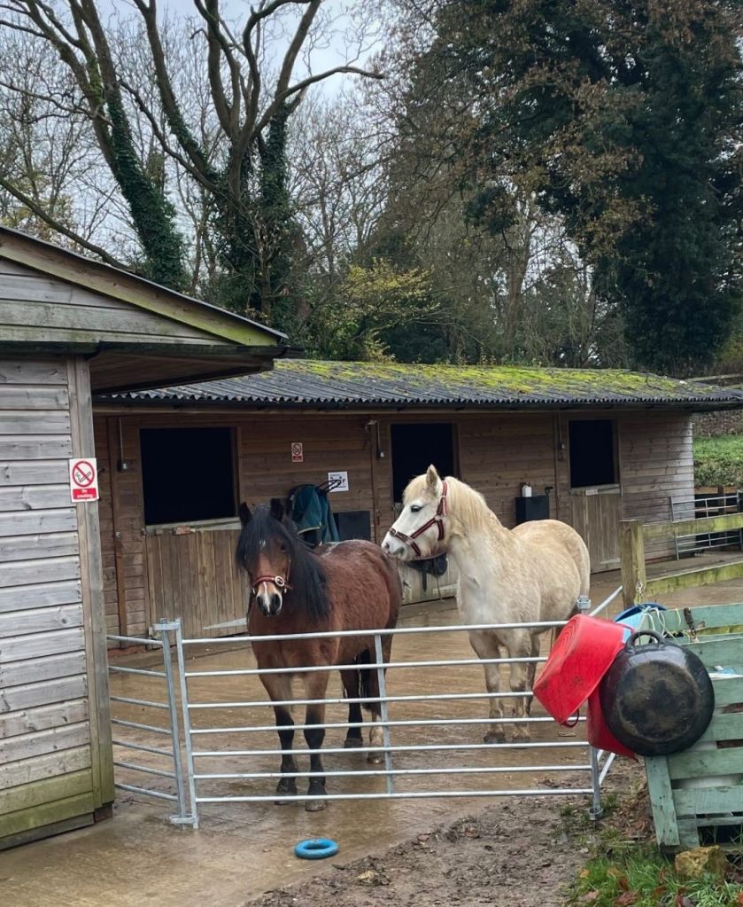 Giddy and Harlequin on the yard