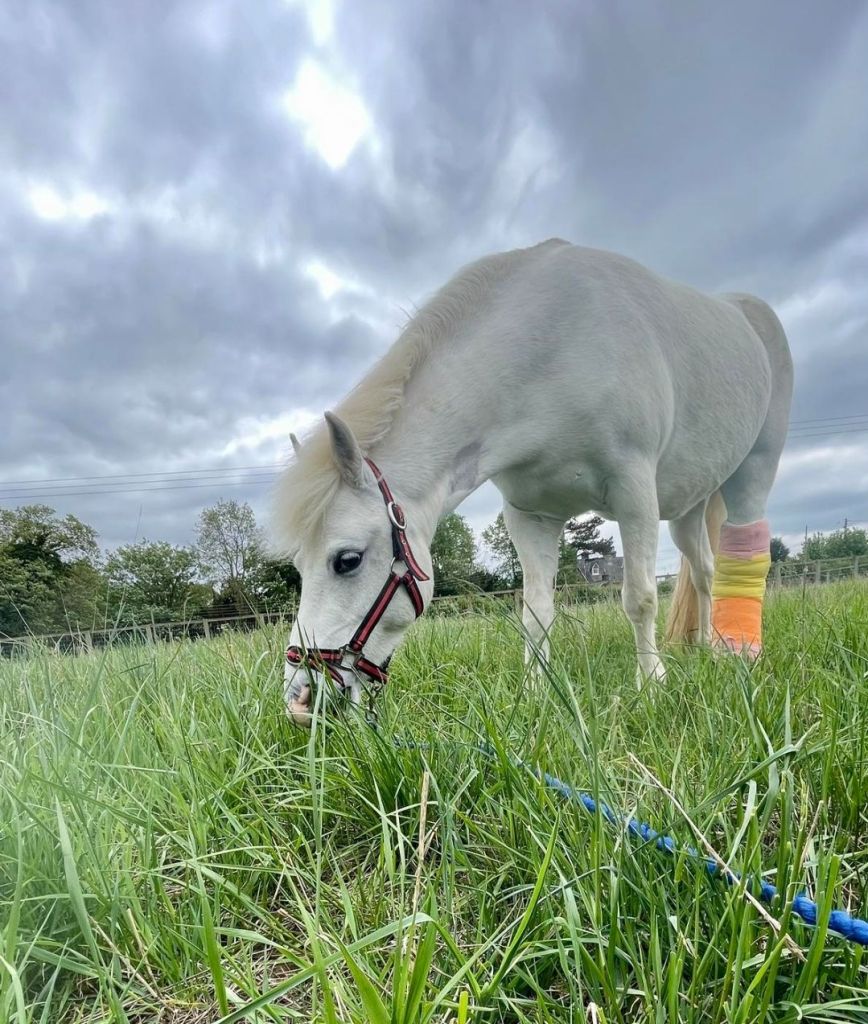 Giddy in hand with bandage