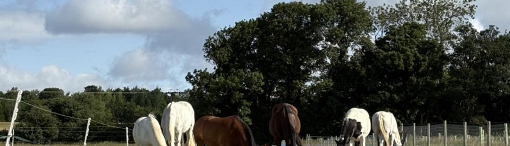Herd of horses grazing