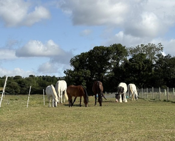 Herd of horses grazing